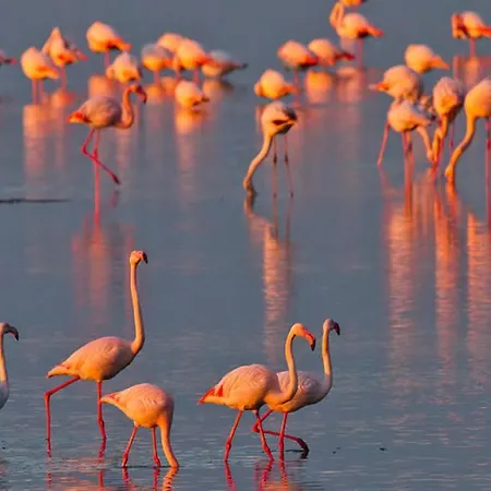 Delphina House * Lido delle Nazioni
