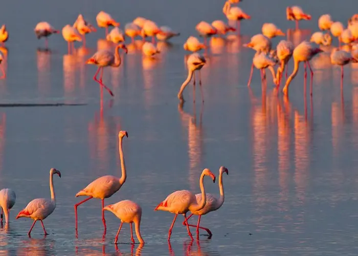 Delphina House * リド・デッレ・ナツィオーニ